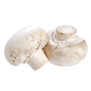 Μανιτάρια Agaricus Πολωνίας Μανιτάρια Agaricus Πολωνίας