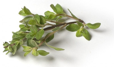 Μαντζουράνα 30gr Μαντζουράνα 30gr