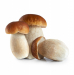 Μανιτάρια Βασιλομανίταρα (Porcini) Φρέσκα 200gr Μανιτάρια Βασιλομανίταρα (Porcini) Φρέσκα 200gr