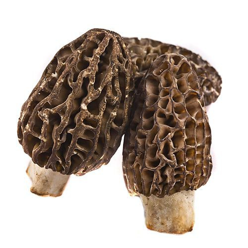 Φρέσκα Μανιτάρια Μορχέλλες (Morchella) 100gr Φρέσκα Μανιτάρια Μορχέλλες (Morchella) 100gr